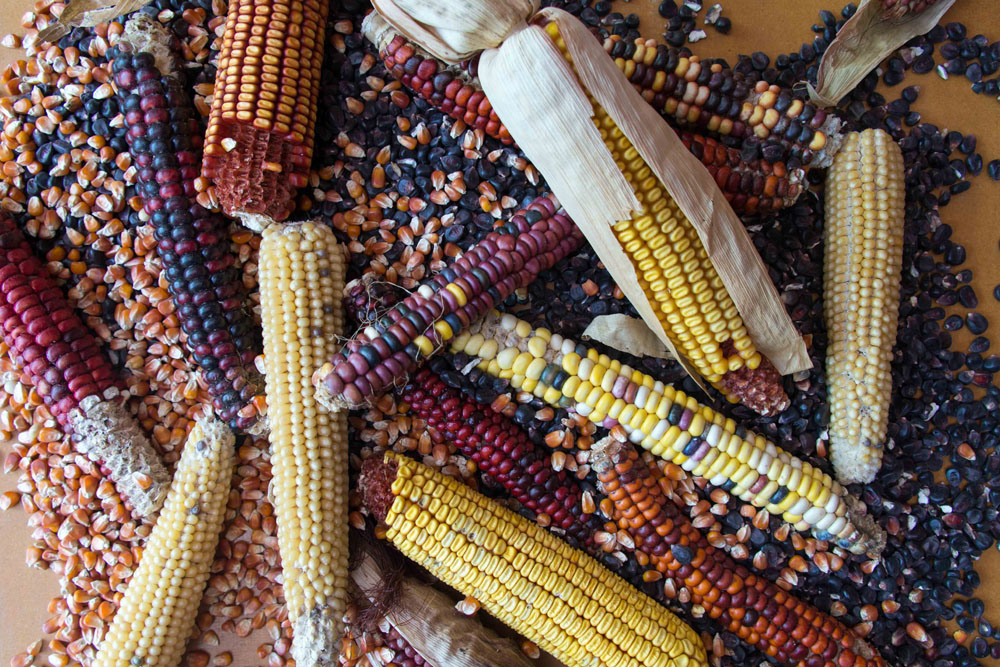 Growing Rainbow Corn & What Does It Taste Like? 