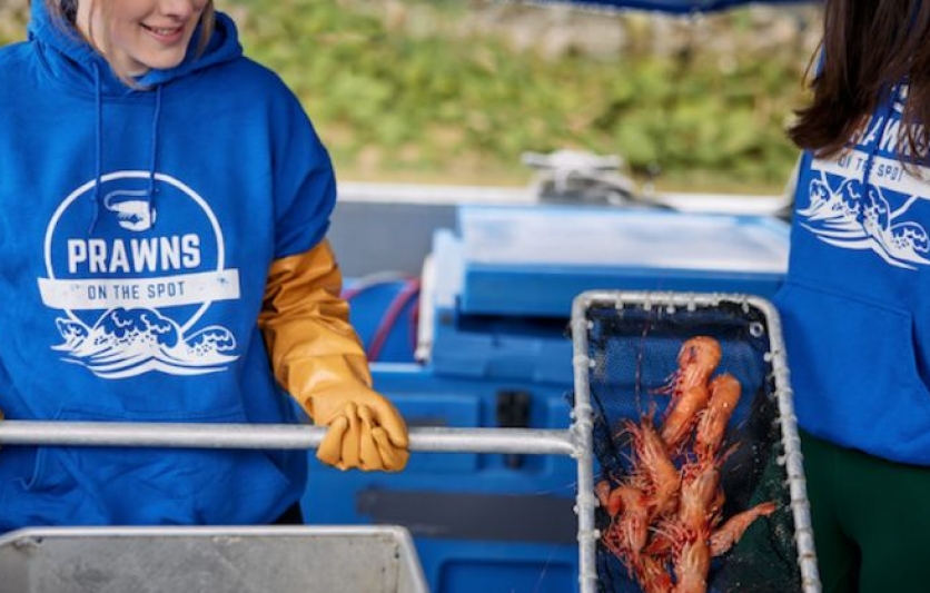 Spot Prawns at Fisherman's Wharf